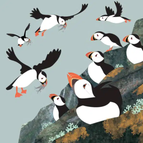 Puffin Colony Card