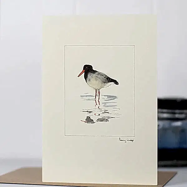 Oyster Catcher Card