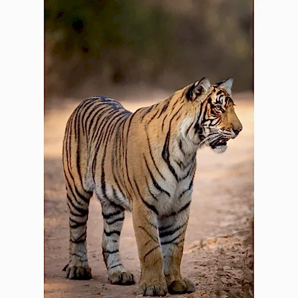 Paper Tiger SAVE THE TIGER standing tiger card