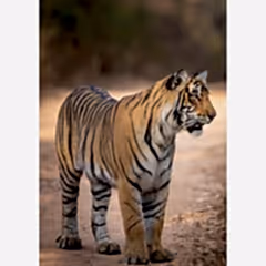 Paper Tiger SAVE THE TIGER standing tiger card