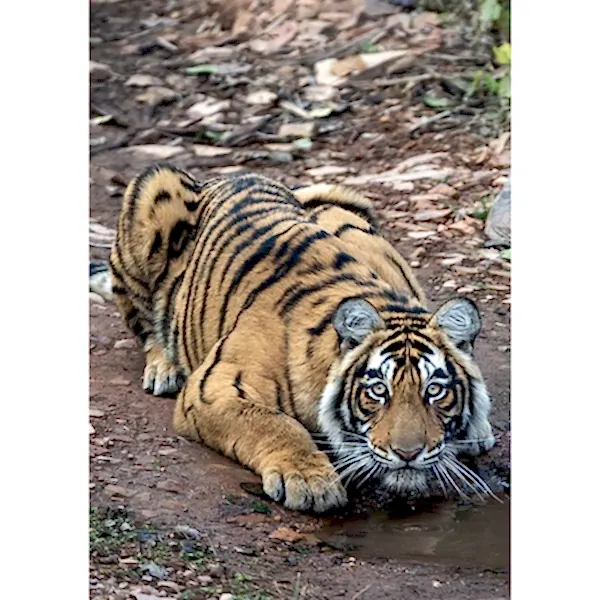 Paper Tiger SAVE THE TIGER drinking tiger card